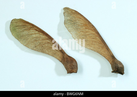 Sycamore, Sycamore Maple (Acer pseudoplatanus), seeds, studio picture.