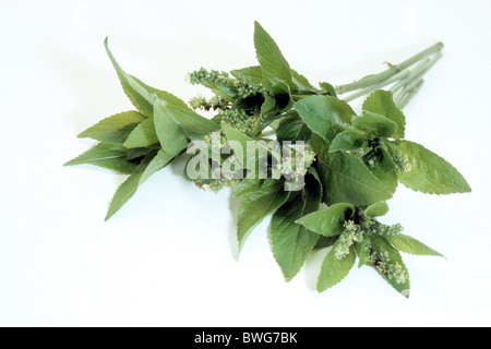 Dogs Mercury (Mercurialis perennis), flowering stems, studio picture. Stock Photo