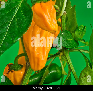 Chilli Stock Photo
