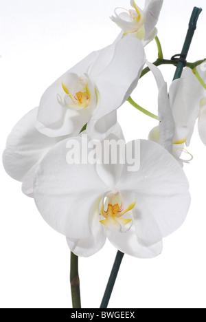 White Phaleanopsis Orchid on white background Stock Photo