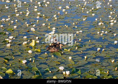 Mallard Brood swiming among water Lilies on a South Uist Lochan, Lochbisdale, Western Isles. Scotland. SCO 7020 Stock Photo