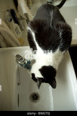 a black & white cat drinks from a running bathroom tap Stock Photo