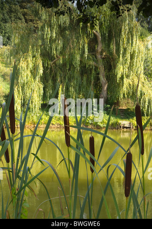 Scirpus Bulrushes (Scirpus Stock Photo - Alamy