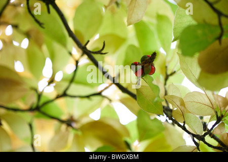 emerging red fruits amongst leafy canopy - fine art photography Jane-Ann Butler Photography JABP947 Stock Photo