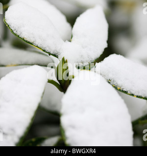 resilient bud surrounded by snow capped acuba japonica leaves - fine art photography Jane-Ann Butler Photography JABP955 RM Stock Photo