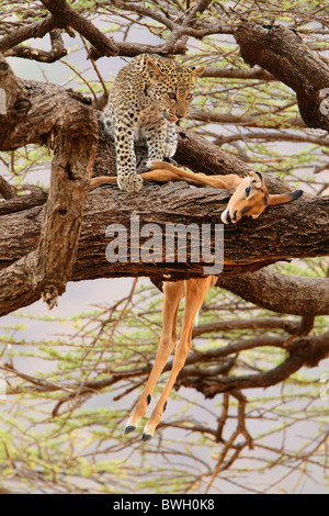 Leopard (Panthera pardus) cub with an Impala (Aepyceros melampus) kill in Samburu National Reserve, Kenya Stock Photo