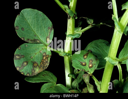 Ascochyta leaf spot (Ascochyta fabae) lesions on field bean leaves & stem Stock Photo