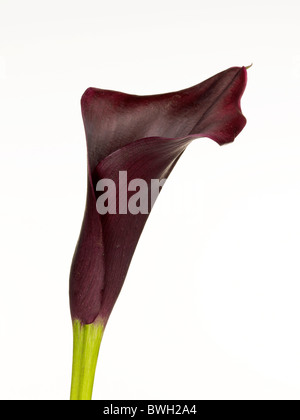 Purple Calla (Zantedeschia aethiopica) Stock Photo