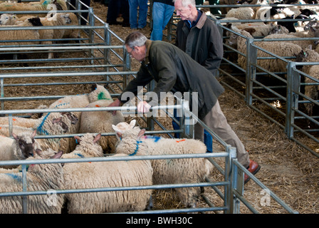 Farmers checking stock in sheep pens at Melton Mowbray livestock Market, Leicestershire, England, UK Stock Photo