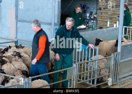 Stockmen moving sheep at Melton Mowbray livestock Market, Leicestershire, England, UK Stock Photo