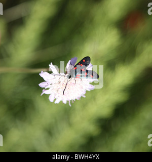 Six-spot burnet moth on cornflower Stock Photo