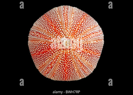 The calcareous  skeleton of a common Sea Urchin shell, photographed in the studio. Coquille d'oursin photographiée en studio. Stock Photo