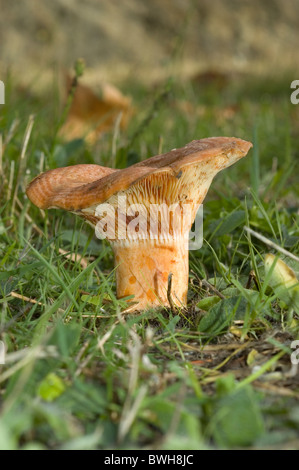 Saffron milk cap or Red pine mushroom (Lactarius deliciosus) Stock Photo