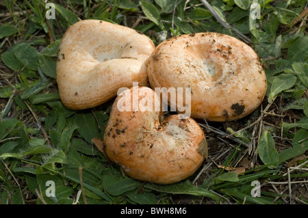 Saffron milk cap or Red pine mushroom (Lactarius deliciosus) Stock Photo