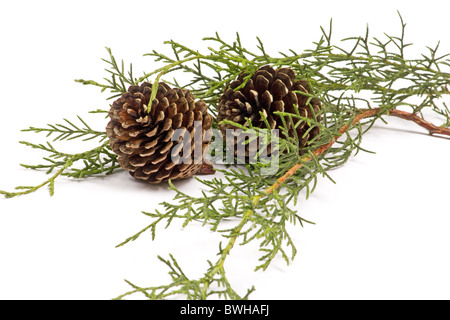 Close-up of pine cones and evergreen leaves on white background Stock Photo