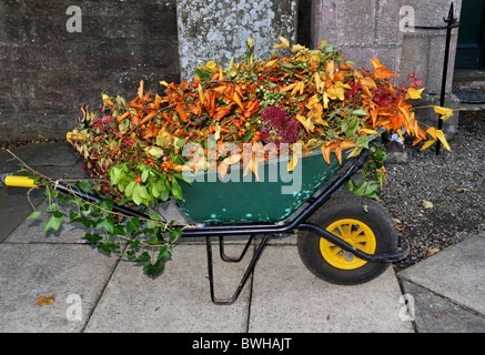 A green wheelbarrow full of autumnal plant cuttings and leaves. Stock Photo