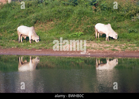 The reflection of two large white cows grazing in green grass is seen from the opposite riverbank in Nan, Thailand. Stock Photo