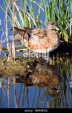 American Wigeon - Green Cay Wetlands - Delray Beach, Florida USA Stock Photo