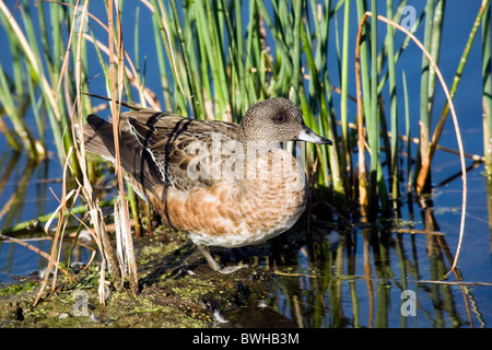 American Wigeon - Green Cay Wetlands - Delray Beach, Florida USA Stock Photo