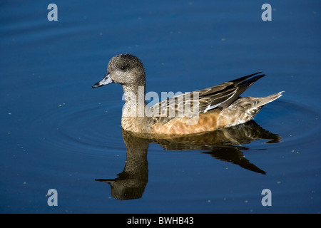 American Wigeon - Green Cay Wetlands - Delray Beach, Florida USA Stock Photo