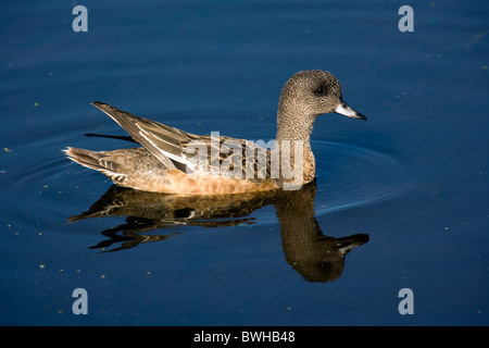 American Wigeon - Green Cay Wetlands - Delray Beach, Florida USA Stock Photo