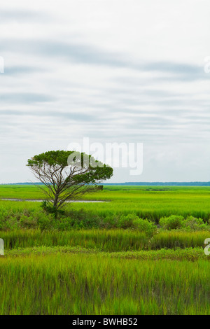 A single tree cuts into the background horizon in the saltwater marsh. This image was taken just outside of Garden City, SC, USA Stock Photo
