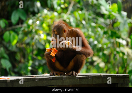 Young male orangutan feeding - Sepilok Orangutan Rehabilitation Centre near Sandakan in north-east Sabah Stock Photo