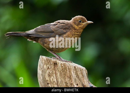 Juvenile Blackbird, Turdus merula, UK Stock Photo
