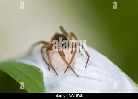 Female nursery web spider with egg sac in jaws - Pisaurina mira or fishing spider Stock Photo