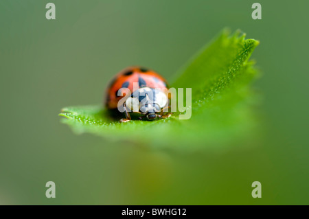 A single Harlequin Ladybird - Harmonia axyridis Stock Photo