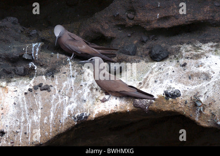 Brown Noddy Terns on a cliff ledge Stock Photo