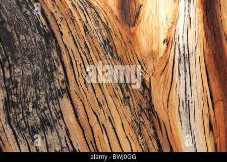Bristlecone Pine old jaw pine Pinus longaeva Ancient Britlecone Pine Forest tree bark wood fibre structure w Stock Photo