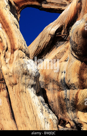 Bristlecone Pine old jaw pine Pinus longaeva Ancient Britlecone Pine Forest tree bark bends verknorrt vernar Stock Photo