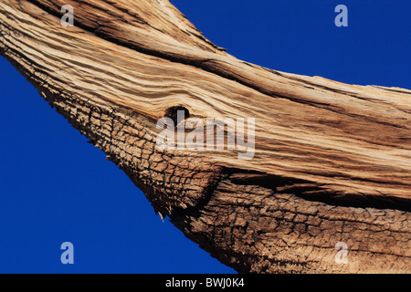 Bristlecone Pine old jaw pine Pinus longaeva Ancient Britlecone Pine Forest tree bark face smile wood fibre Stock Photo