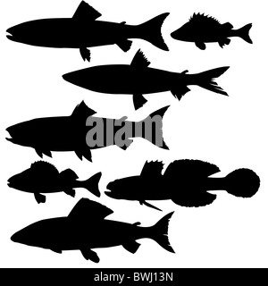 vector silhouettes of river fish on white background Stock Photo