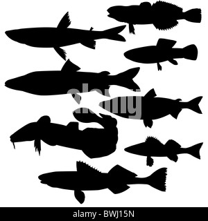 silhouettes of river fish on white background Stock Photo