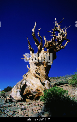 Bristlecone Pine old jaw pine Pinus longaeva Ancient Britlecone Pine Forest very old tree 4000 years old verkn