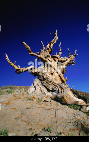 Bristlecone Pine old jaw pine Pinus longaeva Ancient Britlecone Pine Forest very old tree 4000 years old verkn
