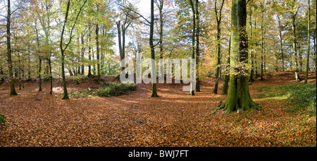 Autumnal scene in the interior of Woodbury Castle Iron Age fort, Woodbury, Devon, UK Stock Photo