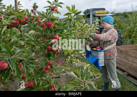 Harvesting eating apples, UK Stock Photo