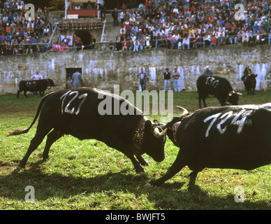 cow fight Eringer cows fight battle duel Vache d'Hérens folklore custom tradition Alps amphitheater Martigny Stock Photo