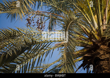 Date Palms detail, Bawiti Village, Bahariyya Oasis, Egypt Stock Photo
