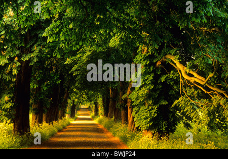 Europe, Germany, Mecklenburg-Western Pommerania, isle of Ruegen, avenue of trees near Lancken-Granitz Stock Photo