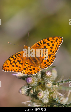 Dark Green Fritillary, Argynnis aglaja butterfly, Arnside Knott, Cumbria, UK Stock Photo