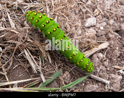 Emperor moth caterpillar Saturnia Pavonia on Dartmoor in Devon England UK Stock Photo