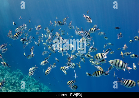 The picture shows a lot of abudefduf fishes, swimming around coral reef, in the water of Red Sea, Egypt, near Dahab town. Stock Photo