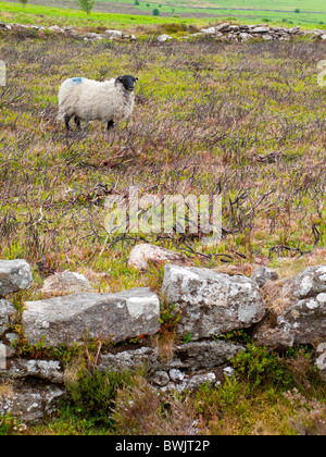 Sheep grazing near a stone wall on moorland in the Dartmoor National Park Devon south west England UK Stock Photo