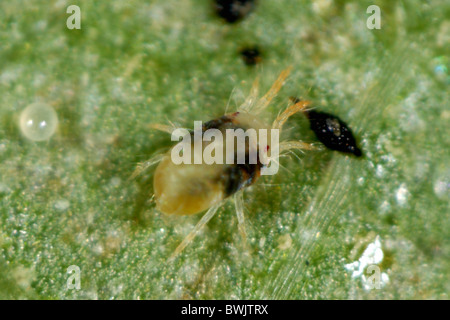 Adult female two spotted spider mite (Tetranychus urticae) on a leaf Stock Photo