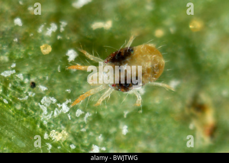 Adult female two spotted spider mite (Tetranychus urticae) on a leaf Stock Photo