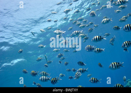 The picture shows a lot of pomacentridae fishes swimming in the depth of Red Sea, Egypt, near Dahab town. Stock Photo